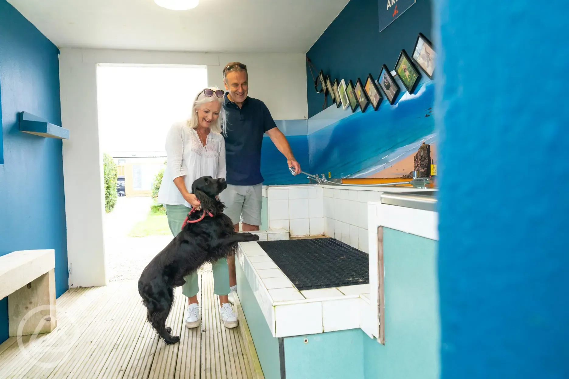 Dog wash