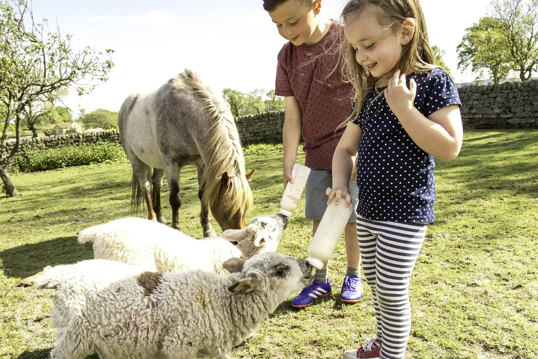 Farm animals