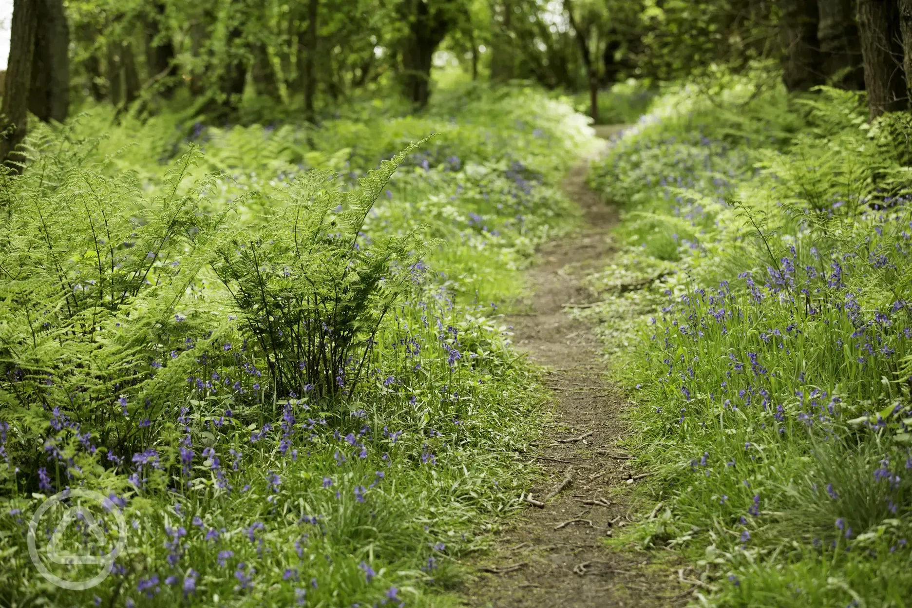 Woodland walks