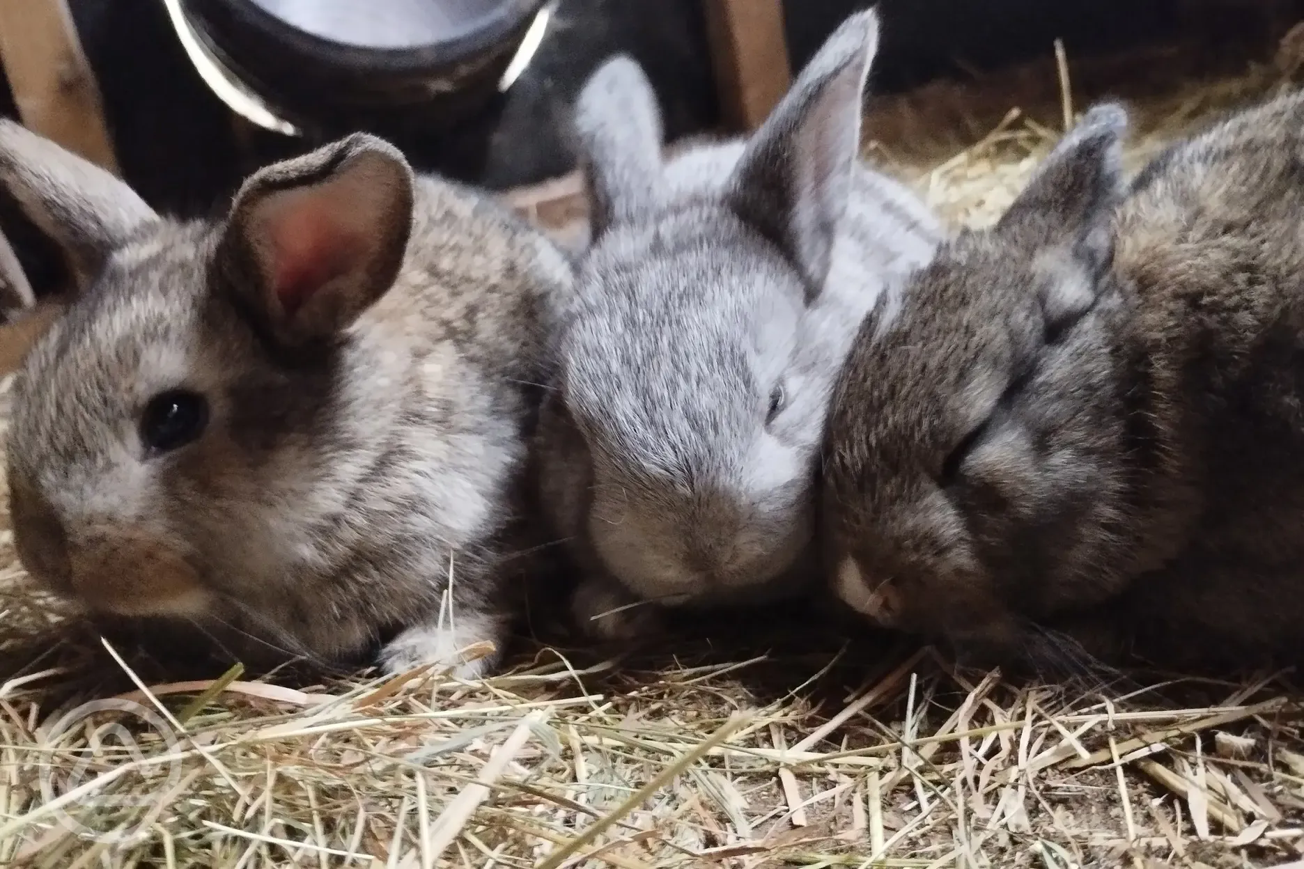 Rabbits in the petting corner
