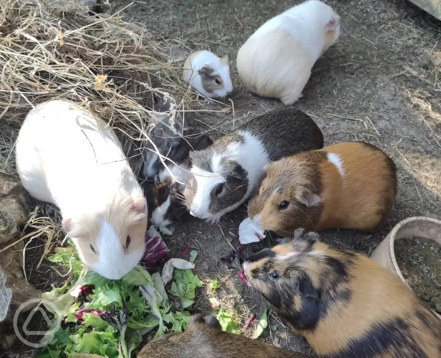 Guinea pigs in the petting corner