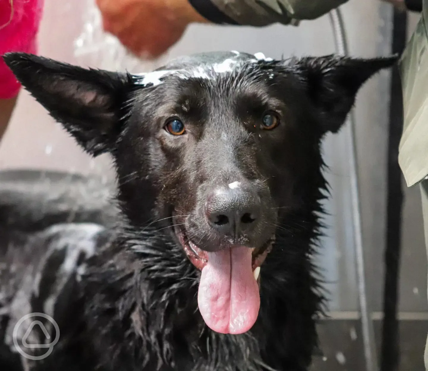 Dog wash