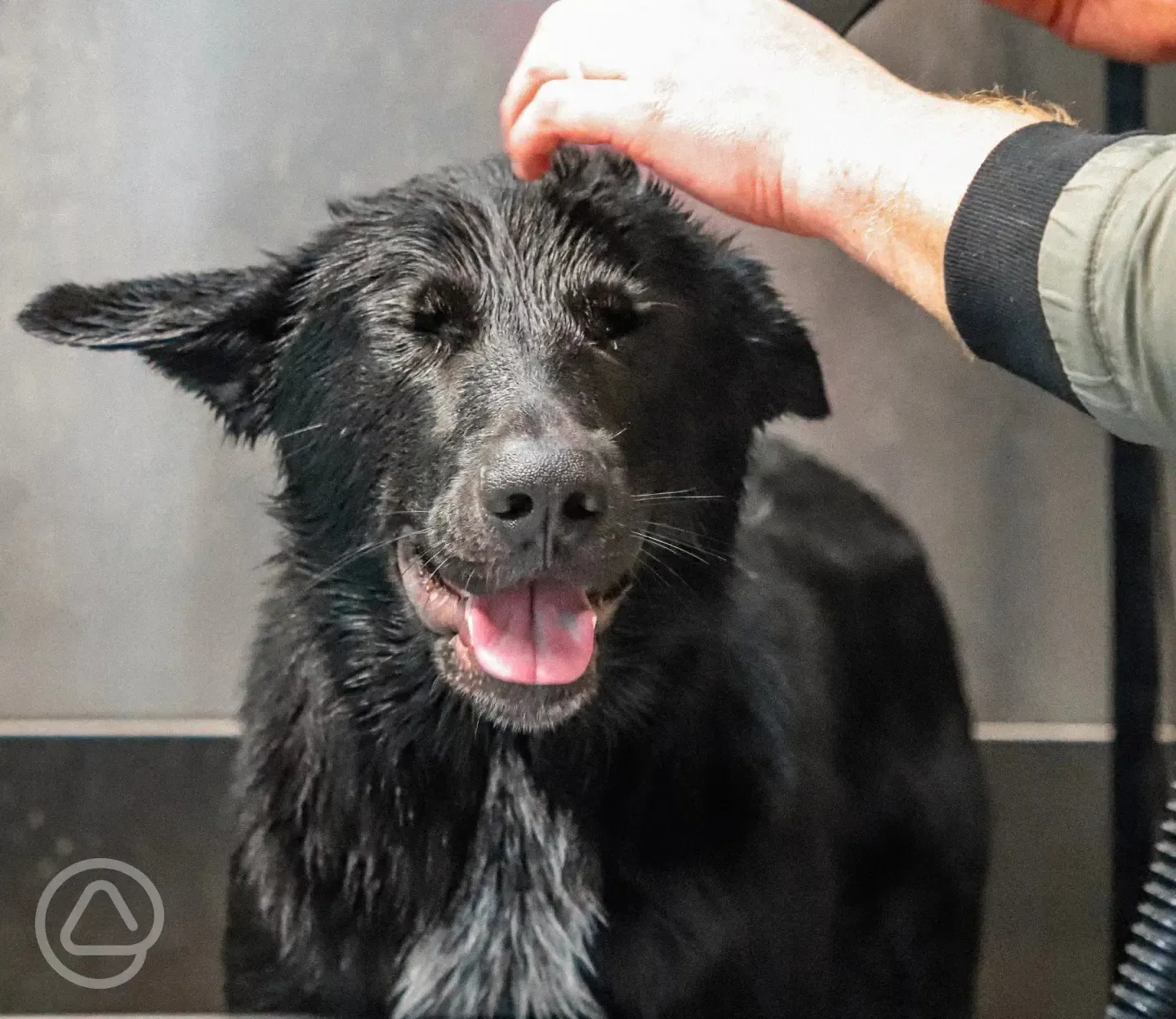 Dog wash