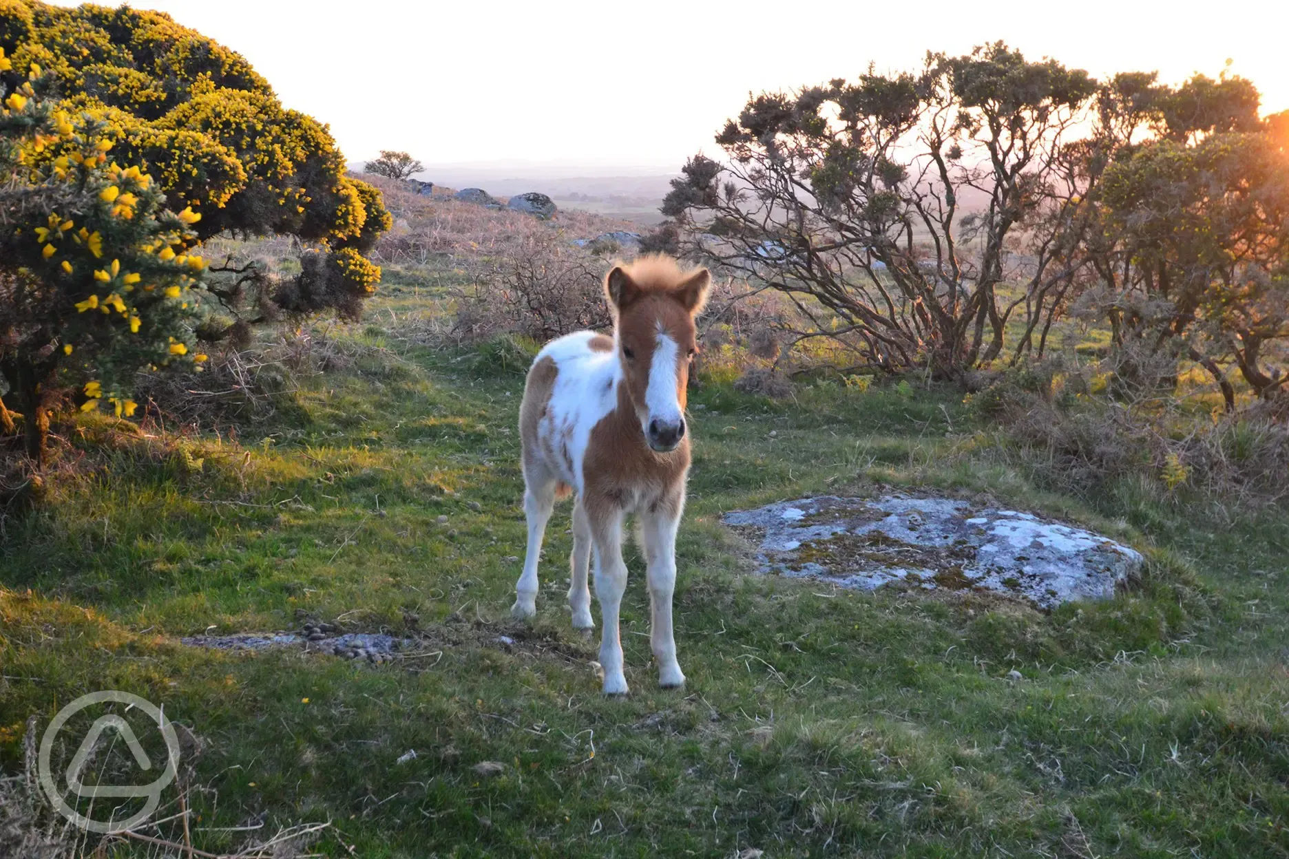 Dartmoor ponies