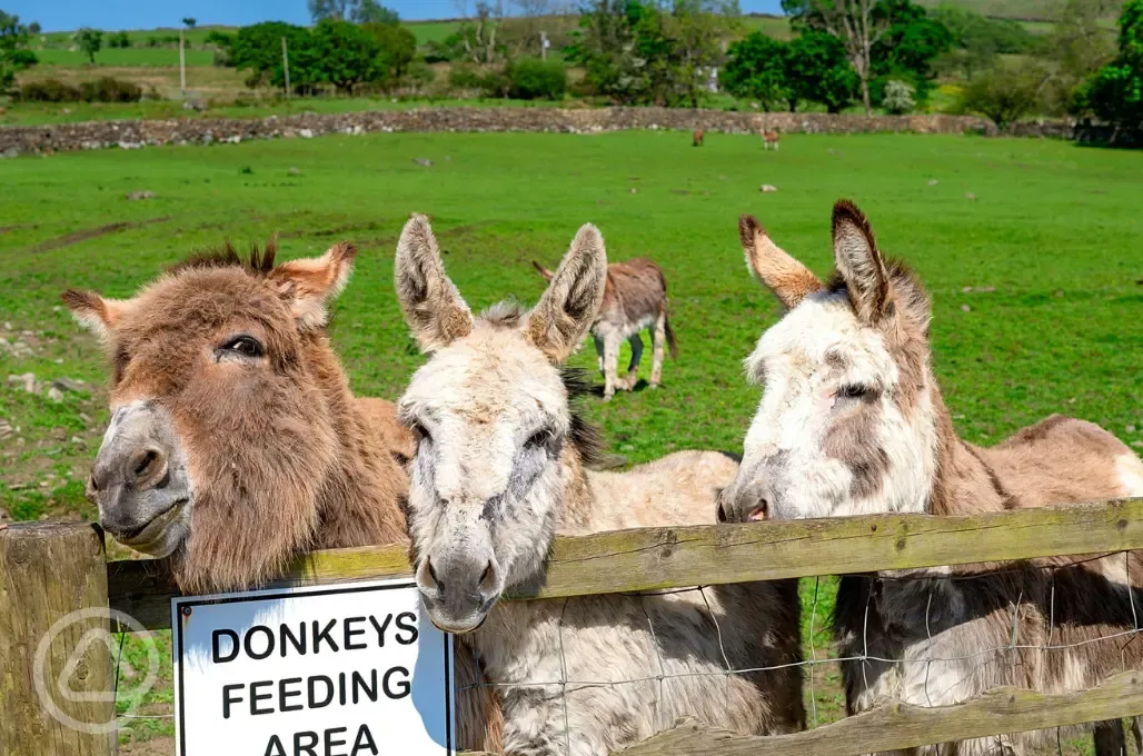 Donkeys