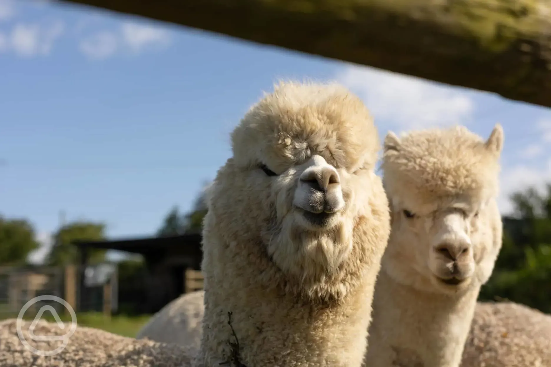 Alpacas