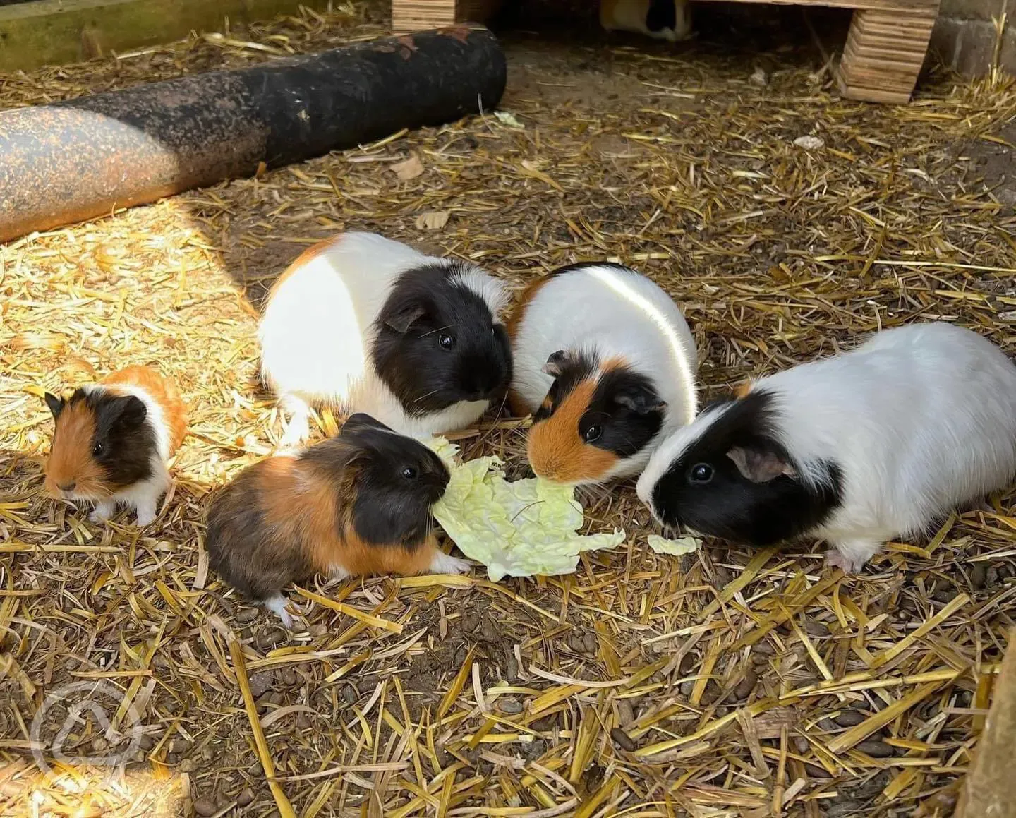 Guinea pigs