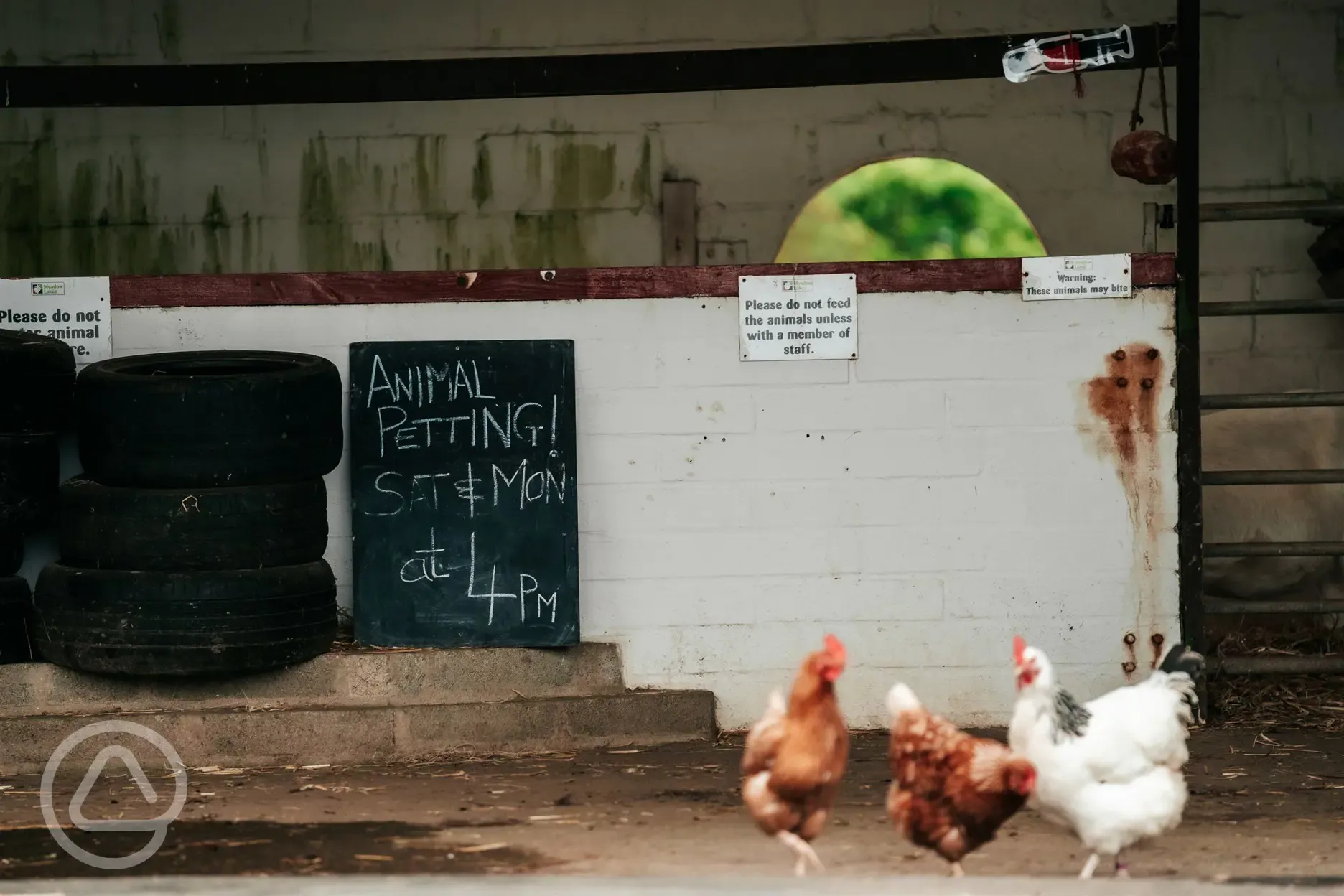 Pet's corner