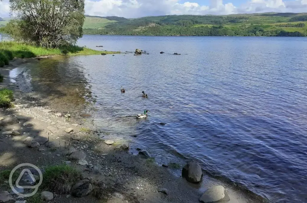 Ducks on the loch