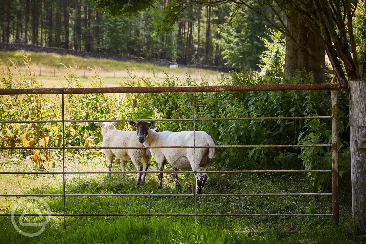 Local farm life