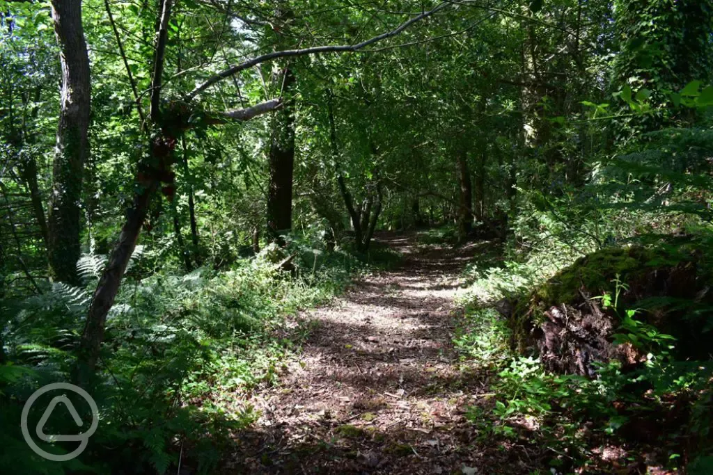 Woodland walk
