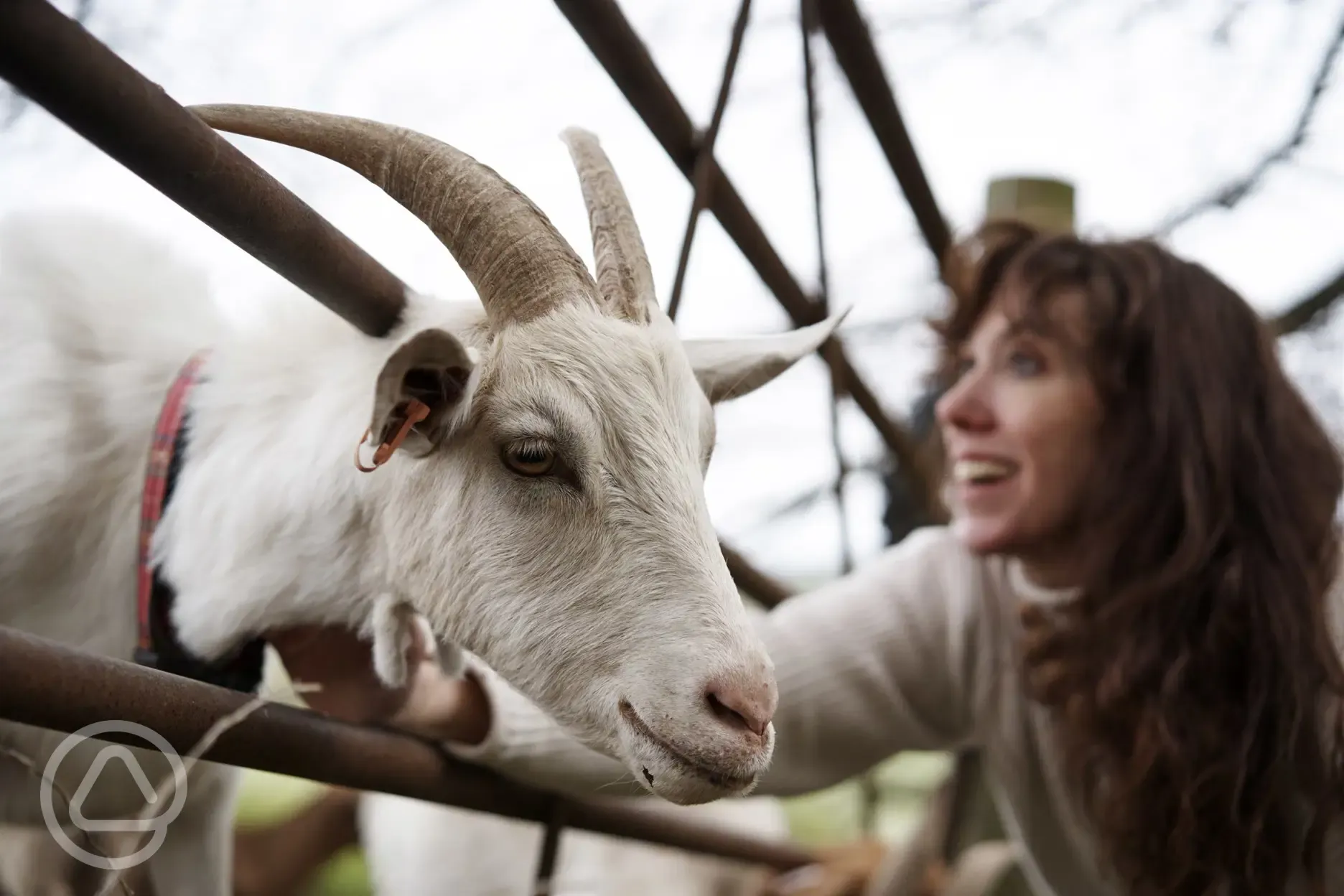 Goats