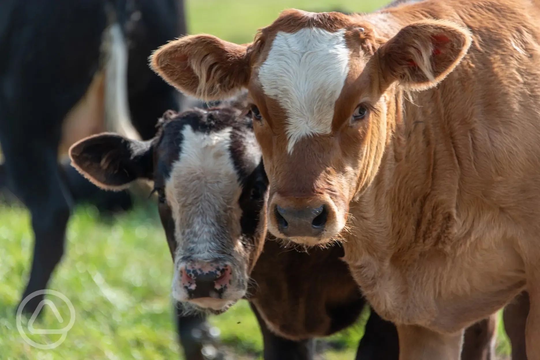 Cows onsite