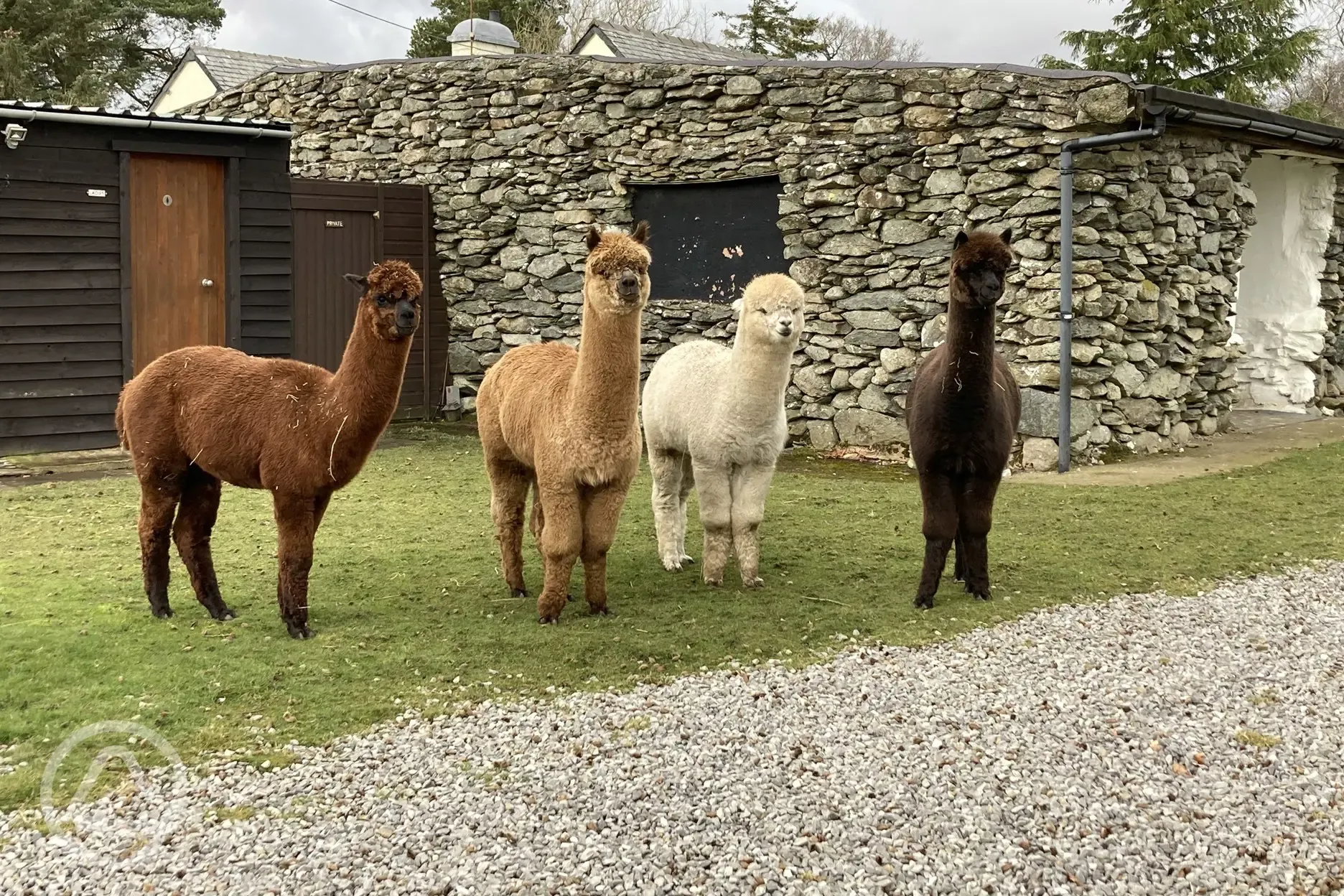 Alpacas