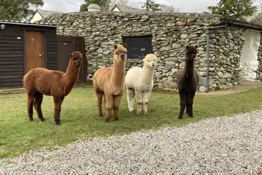 Alpacas