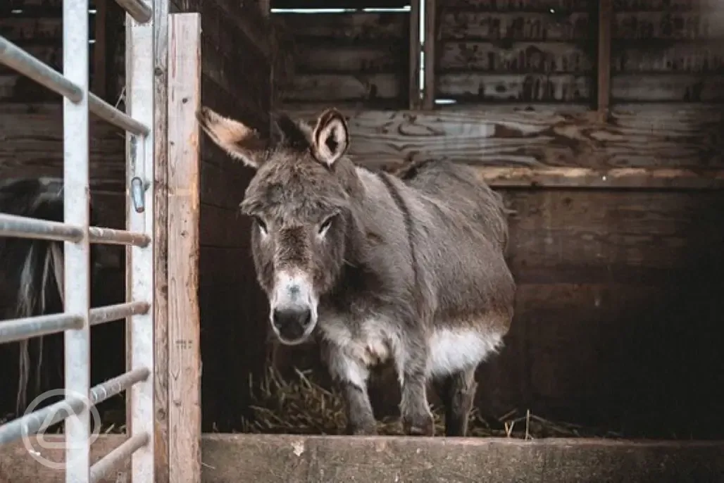 Onsite donkeys