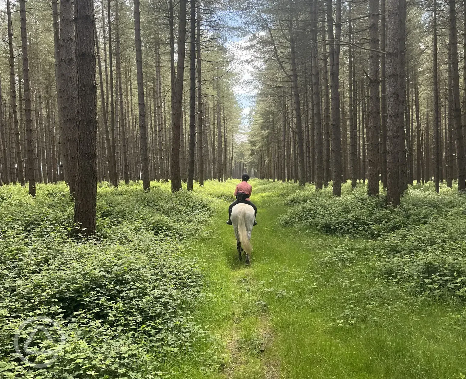 Horse riding through the forest