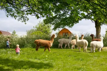 Alpacas by the ensuite glamping pods at Notgrove Holidays