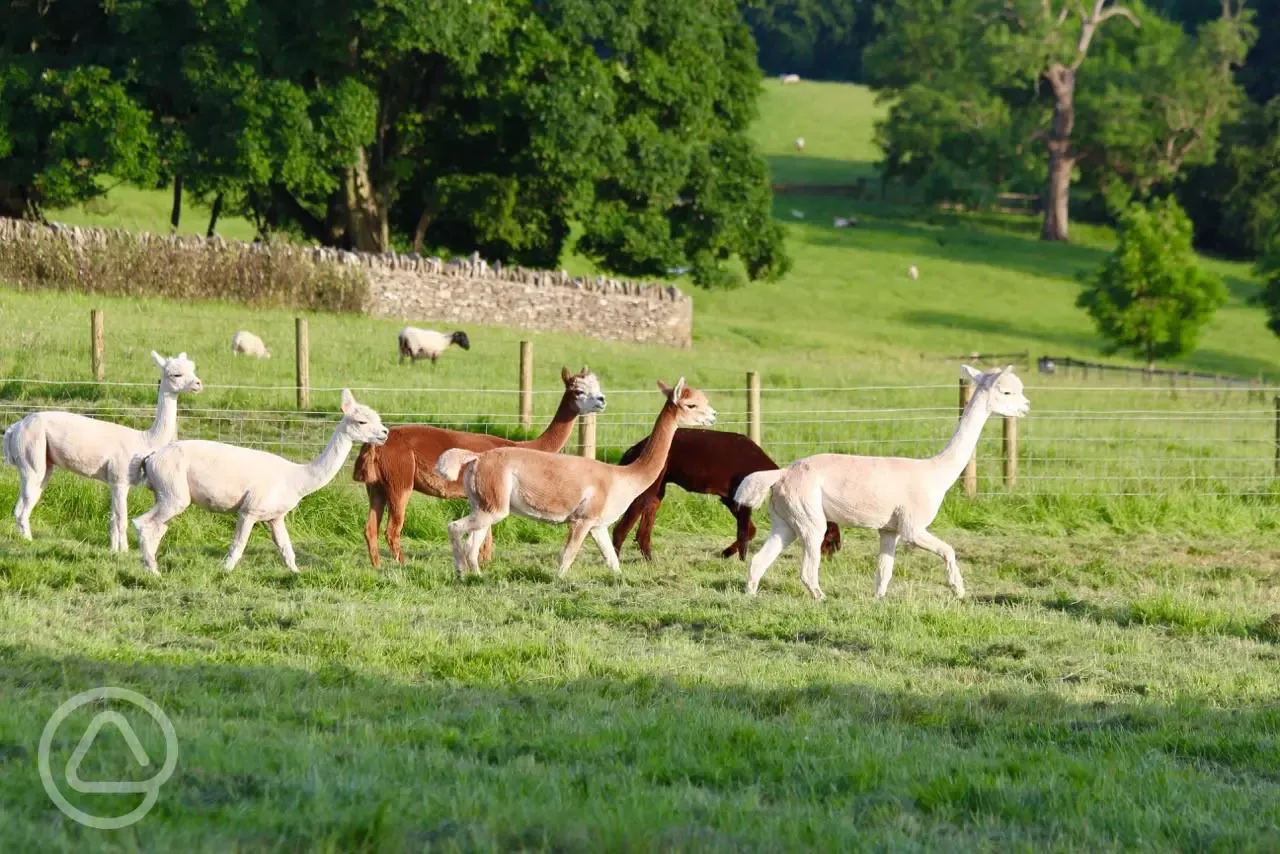 Alpacas