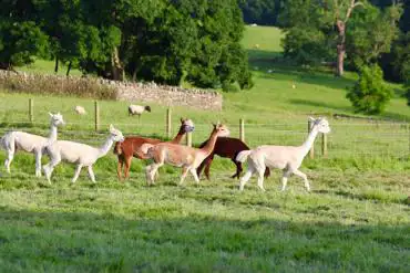 Alpacas