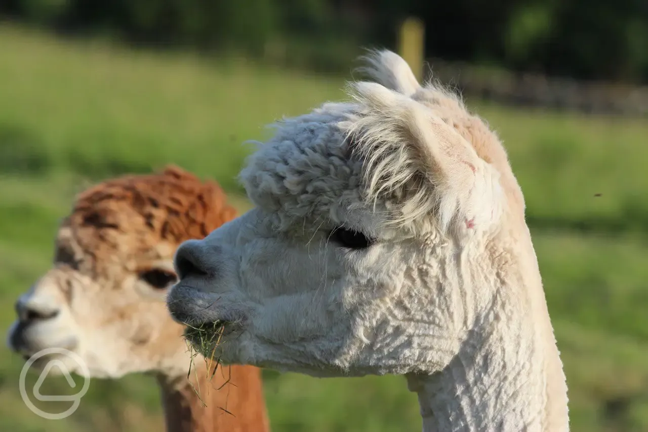 Alpacas 