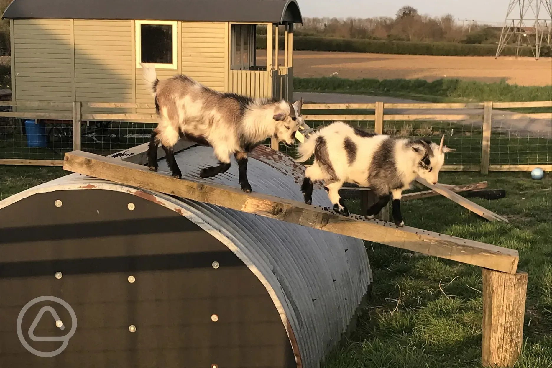Onsite goats