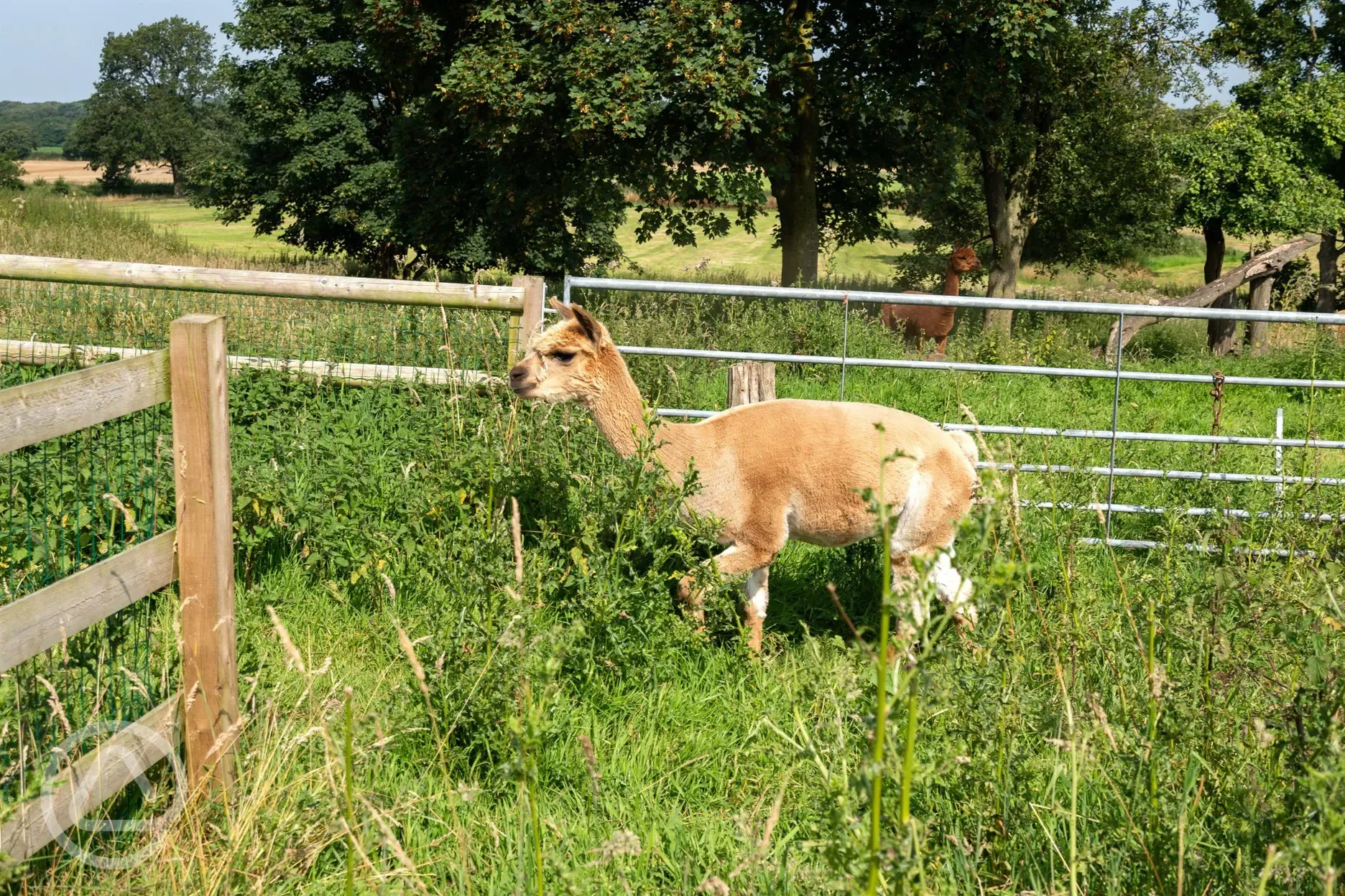 Onsite alpacas