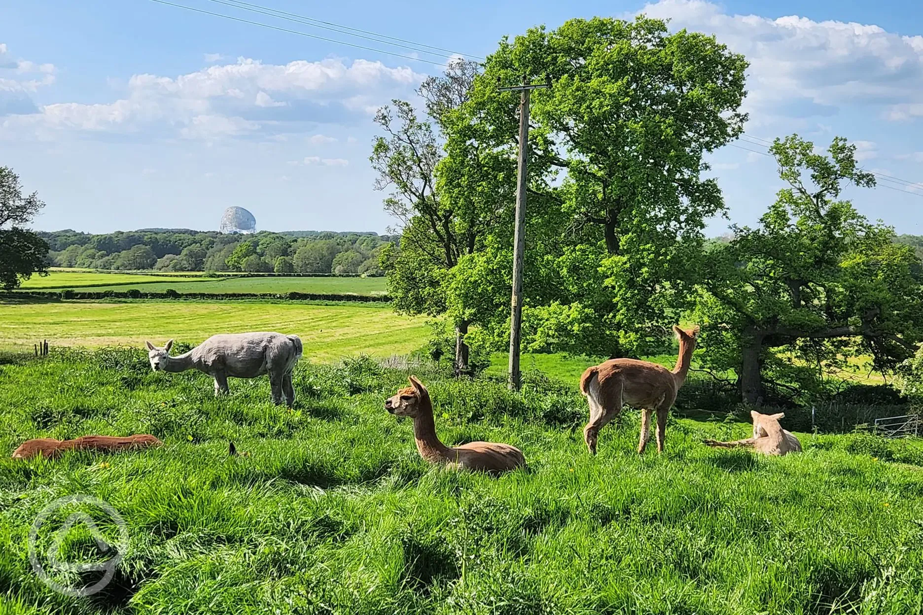 Onsite alpacas