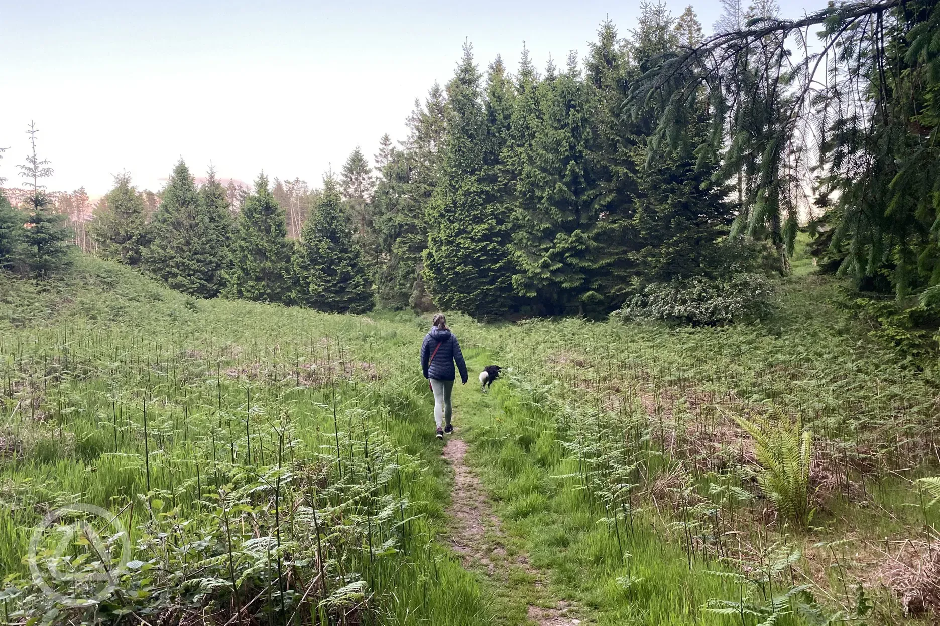 Local woodland walk, ten minutes away