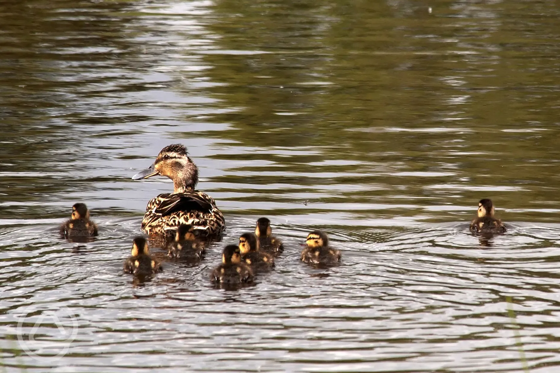 Ducks on the lake