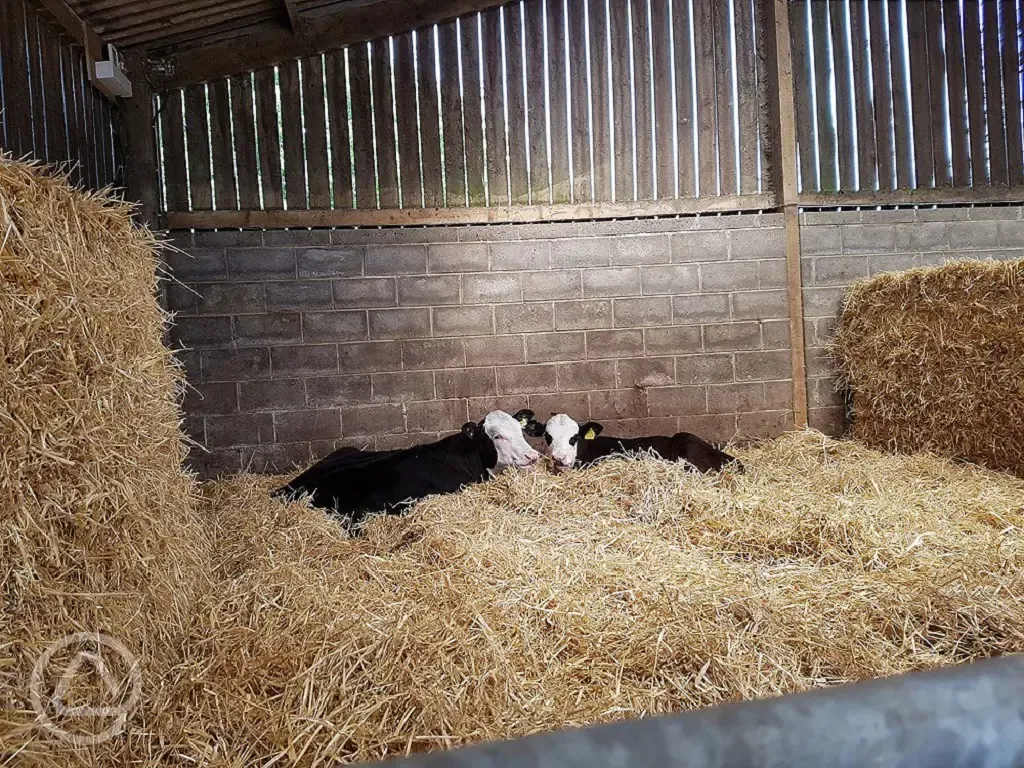 Farm animals