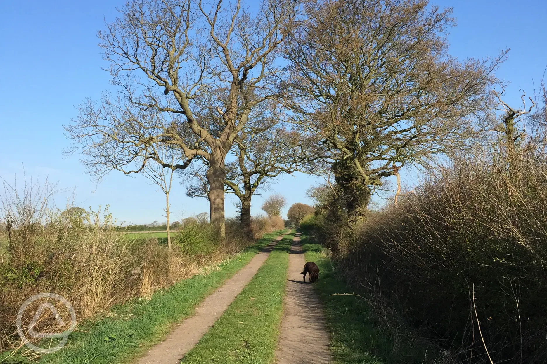 Nearby dog walk trails