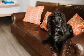 Dog friendly glamping pods Dog friendly glamping pods