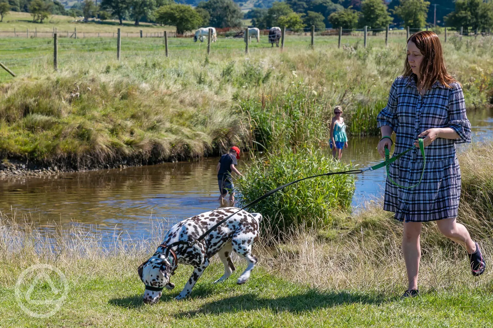 Dog walking field