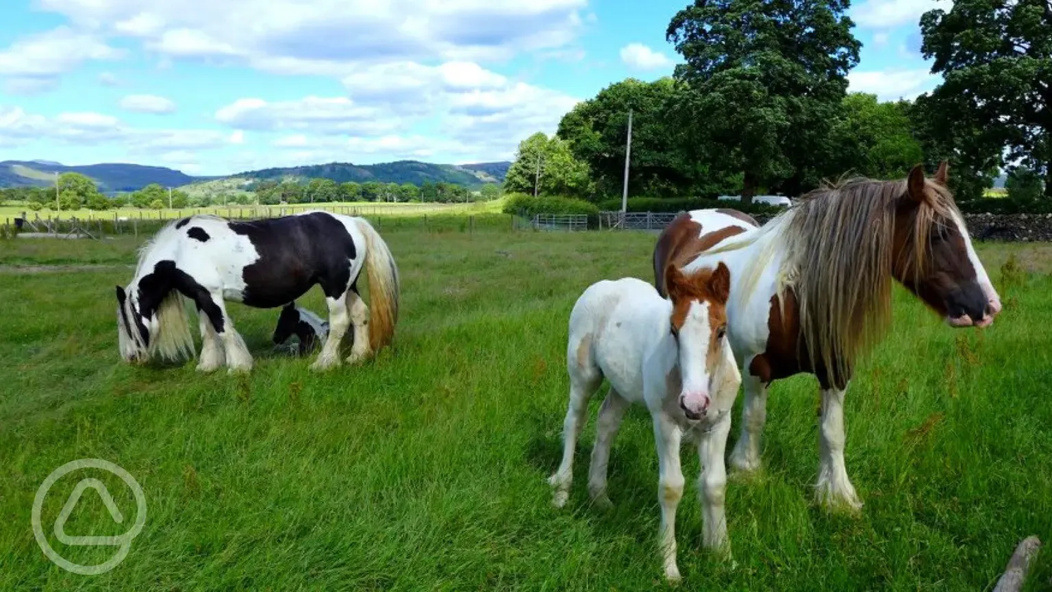 Horses grazing in fields