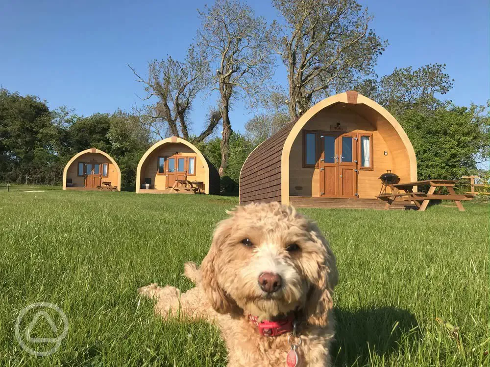 Dog friendly pods available