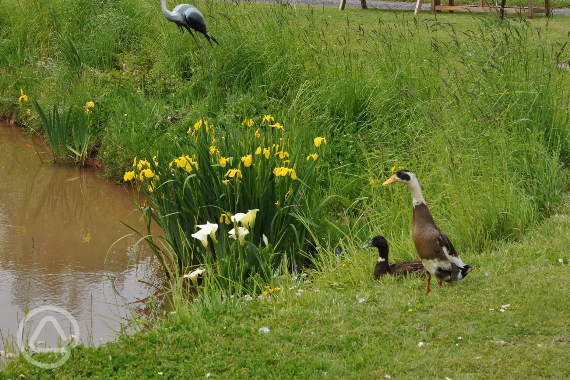 Resident ducks