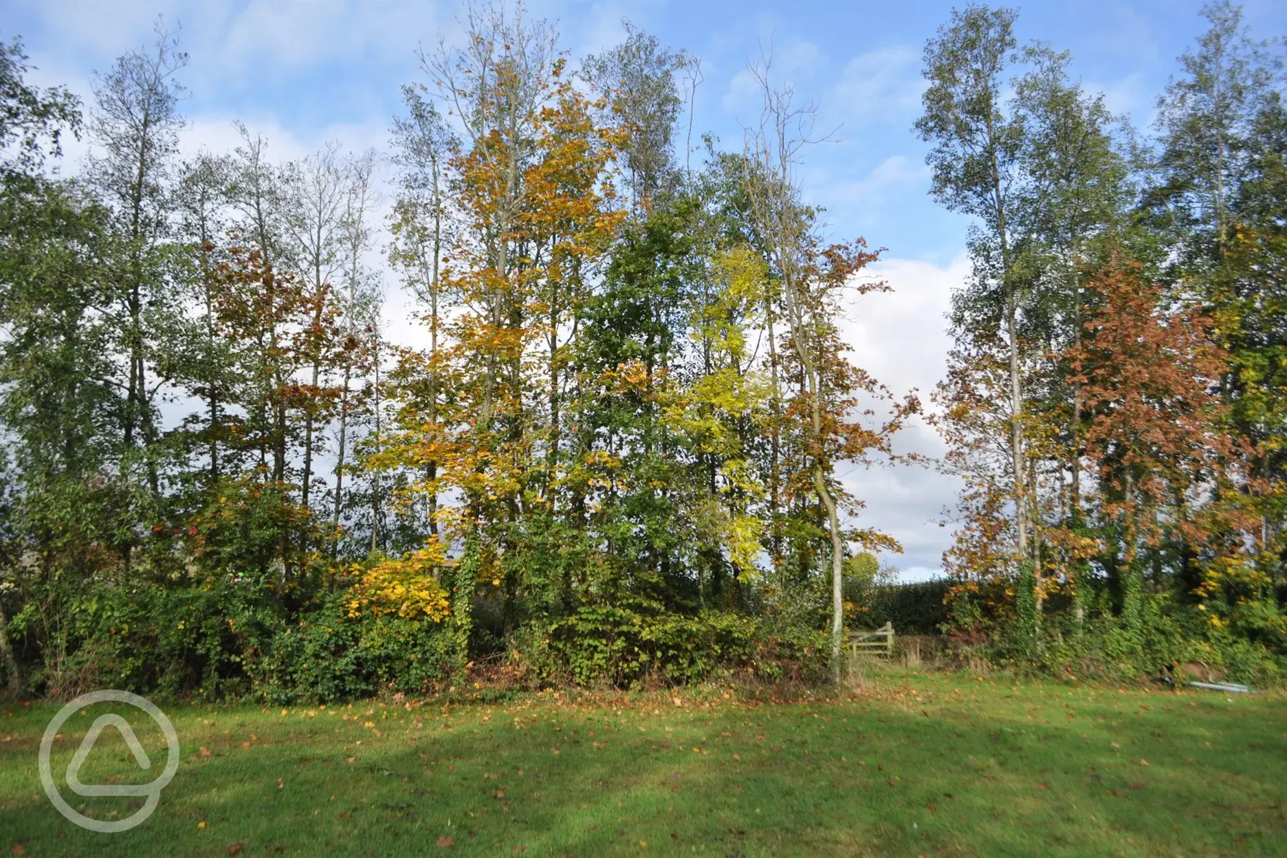 Woodland walk