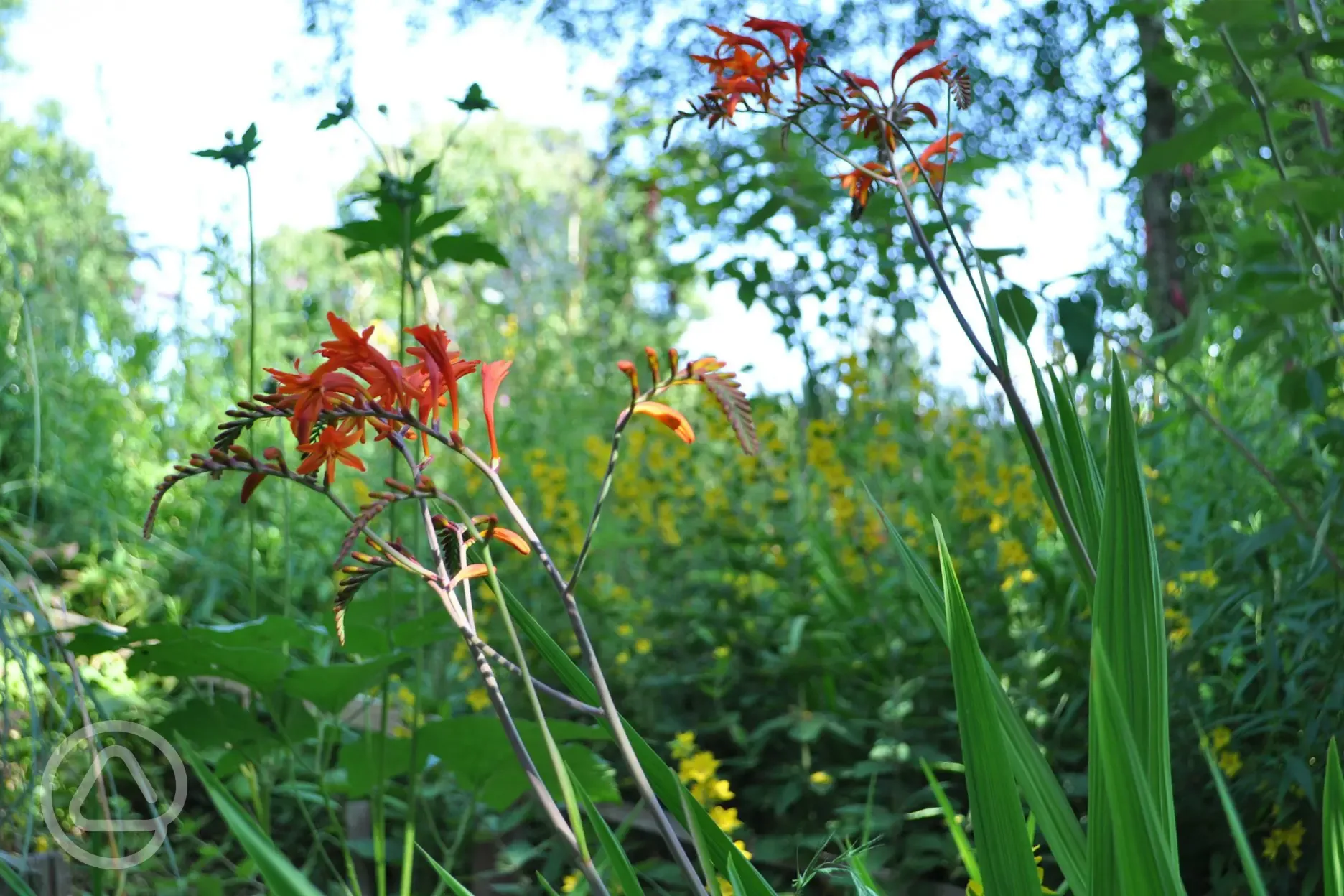 The dedicated 'bee bank'
