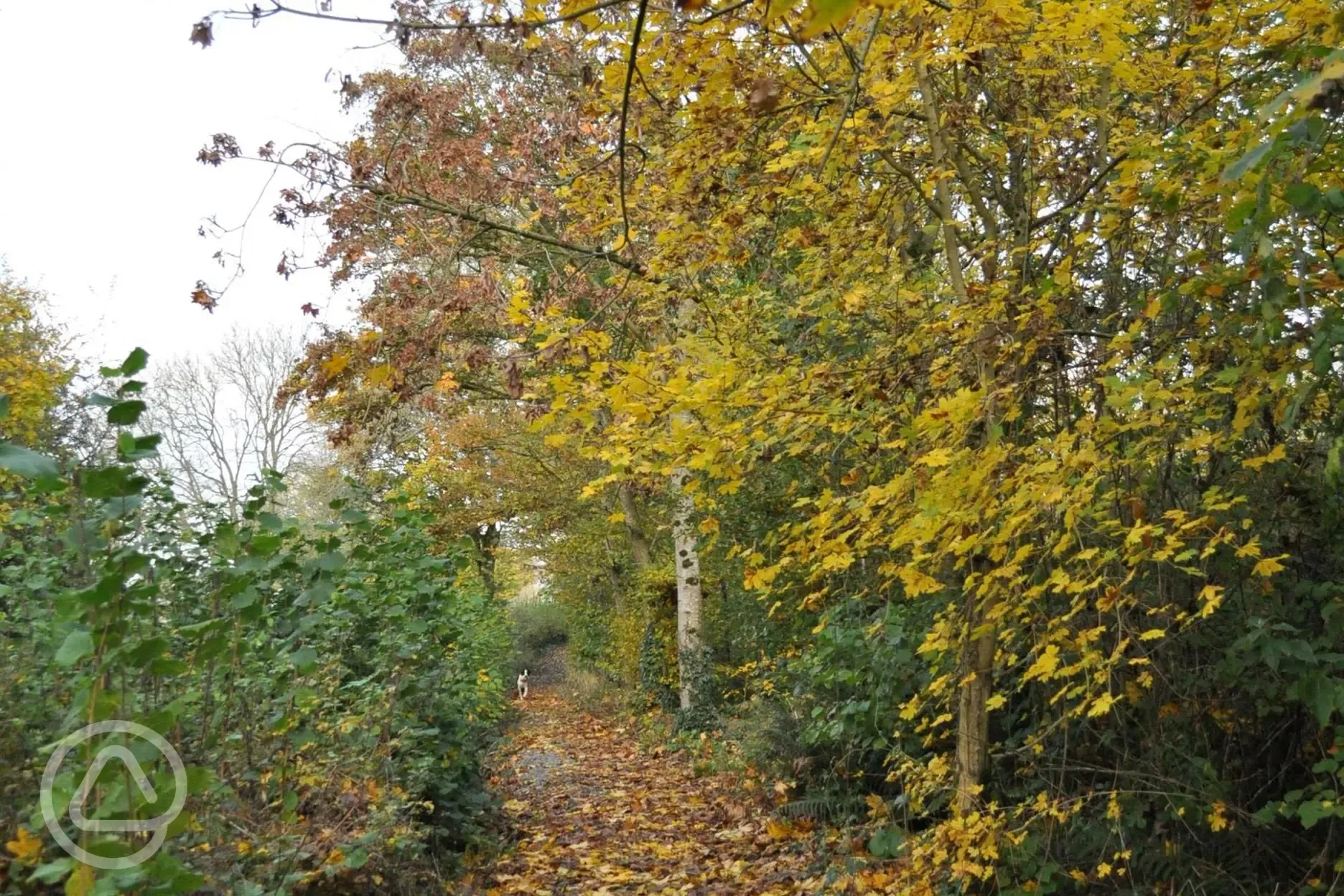 Woodland walk