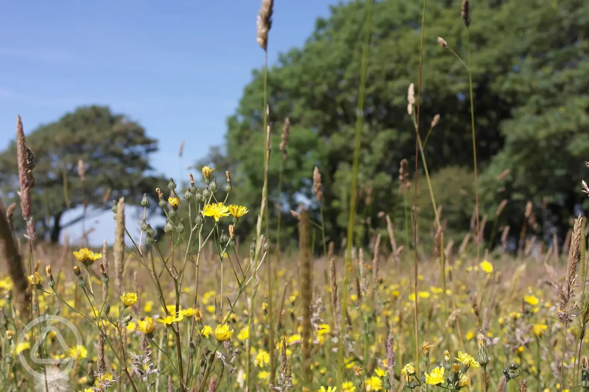 Meadow in the summer