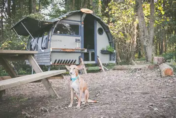 Two Landpods accept dogs Two Landpods accept dogs