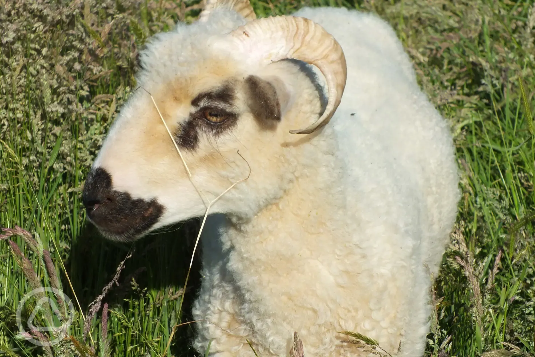 Farm animals on site