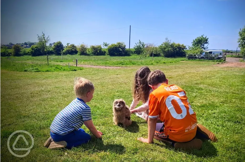 Owl petting 
