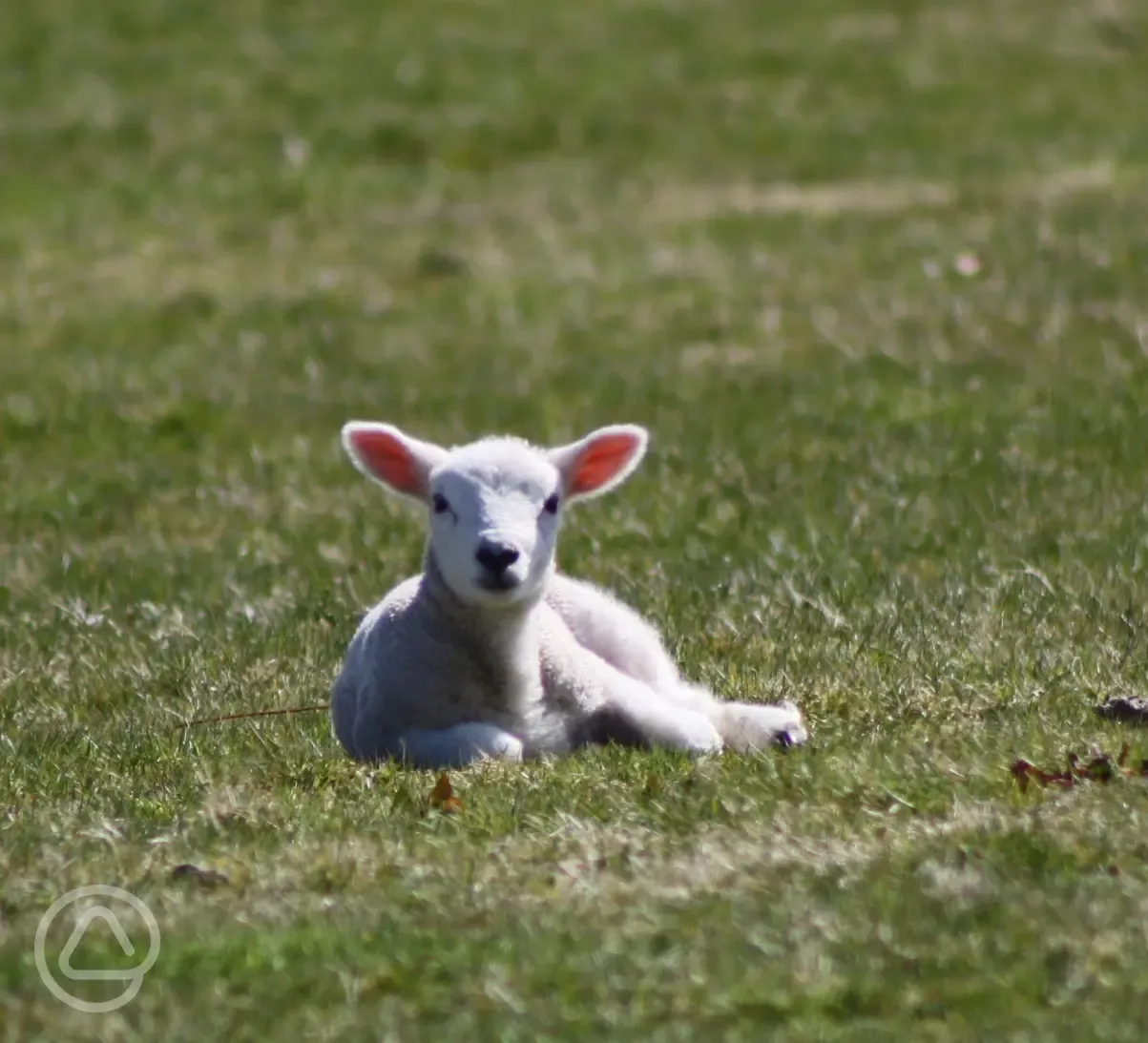 Lambs nearby