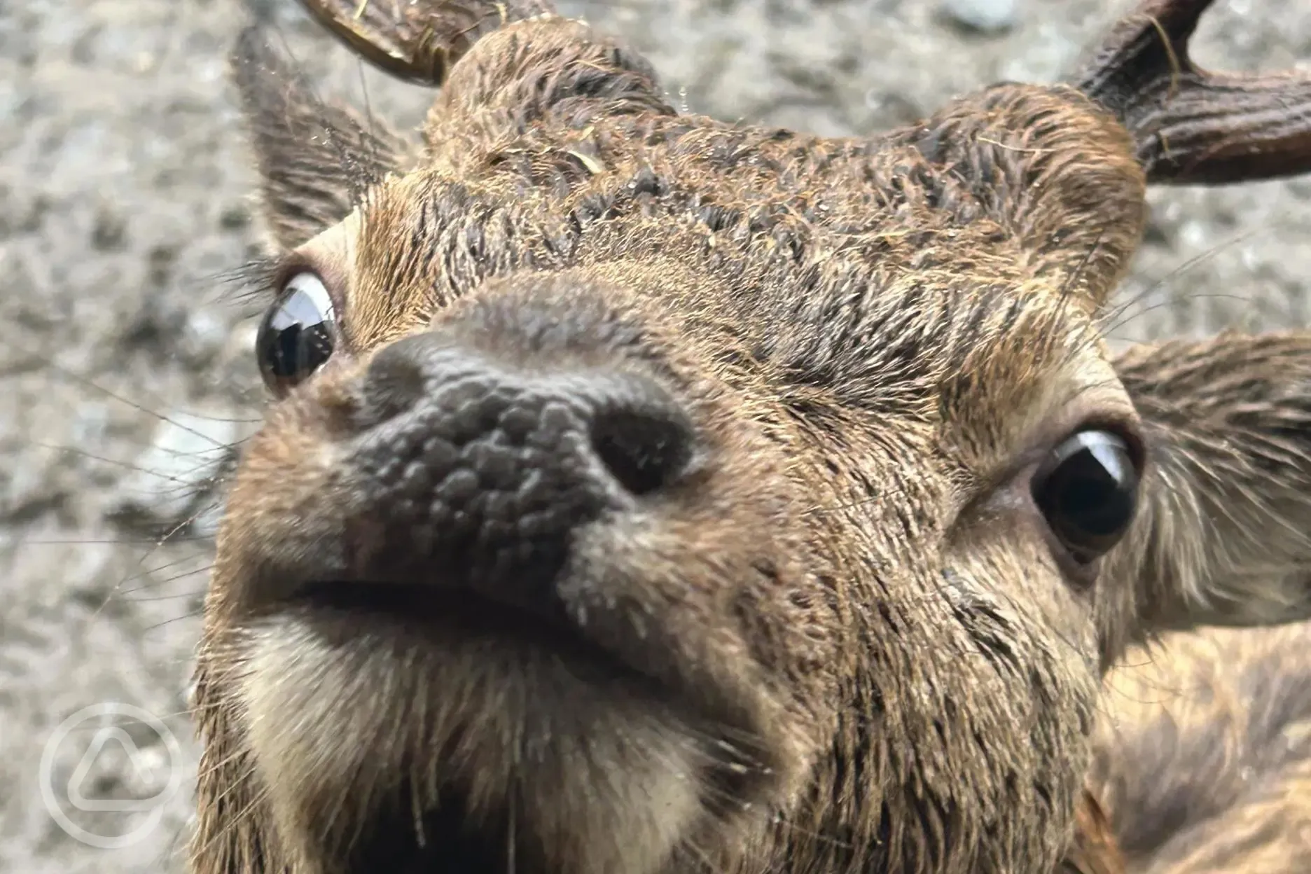 Visit the Red Deer Park close by for a great day out