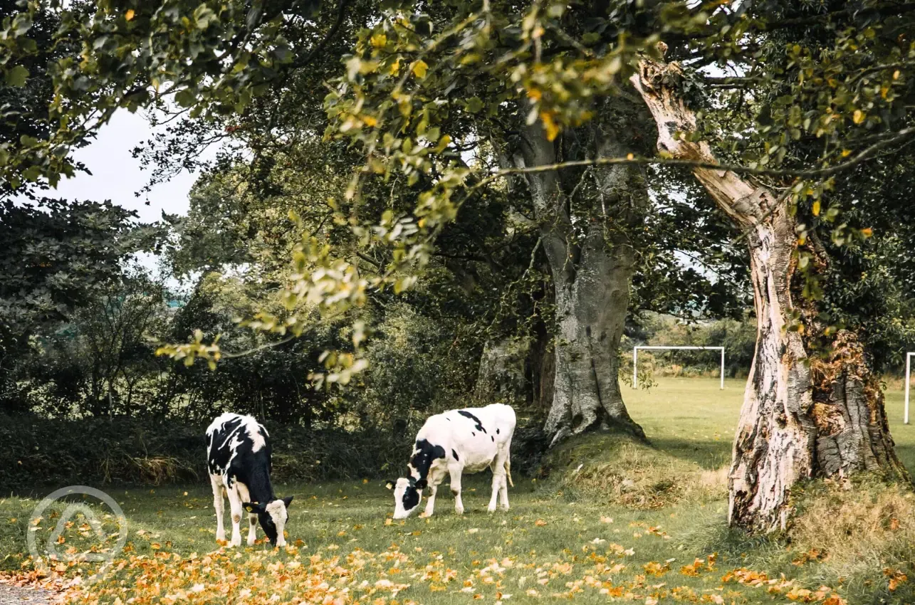 Animals onsite include cows