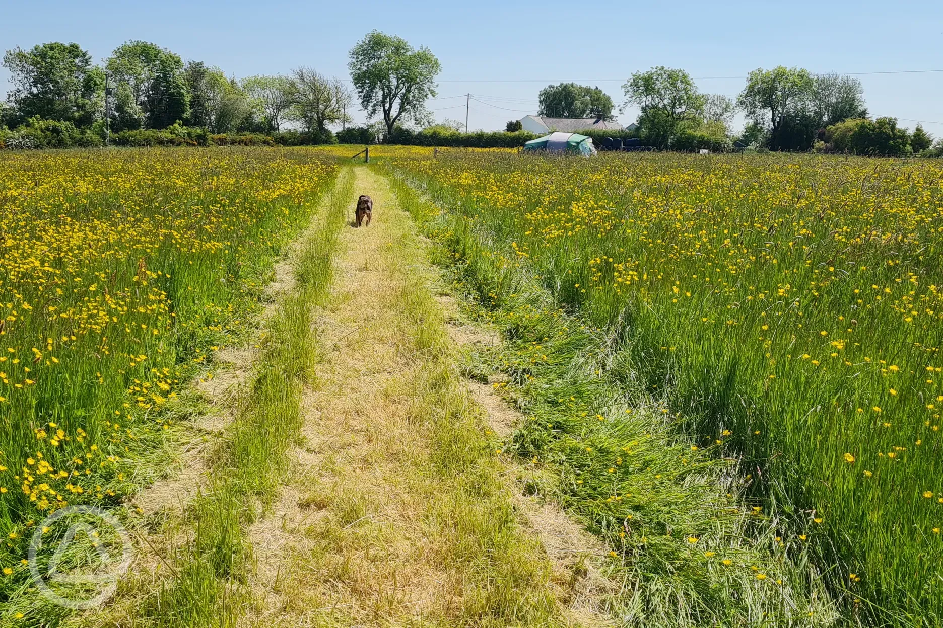 Pathway through the meadow