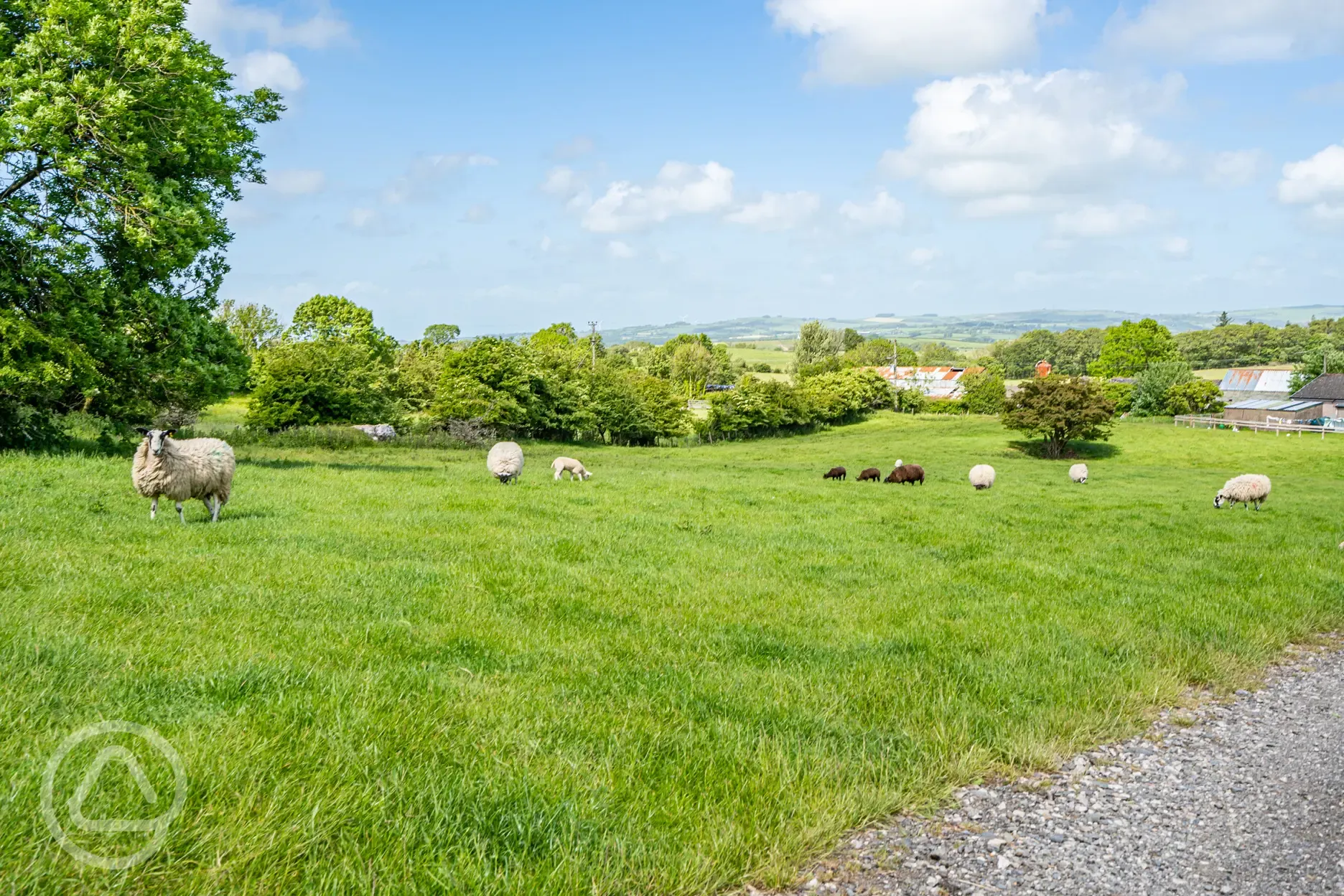 Sheep on site