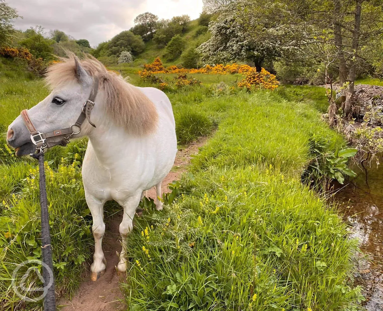 Onsite pony